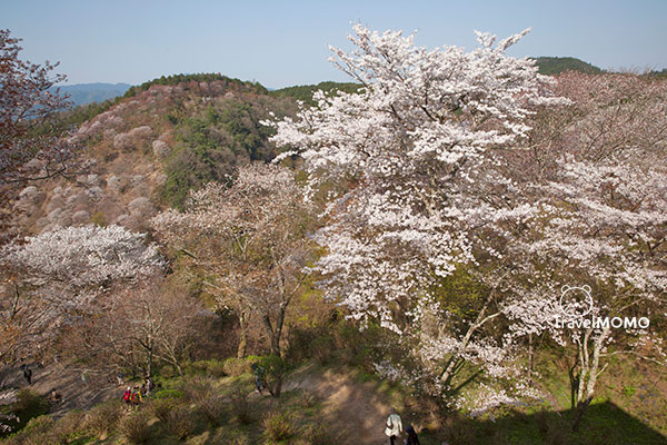 Yoshino Shimo Senbon 吉野山下千本
