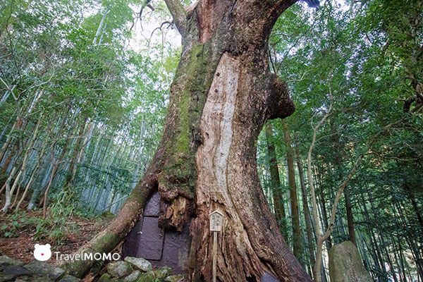 Kumano Kodo 熊野古道