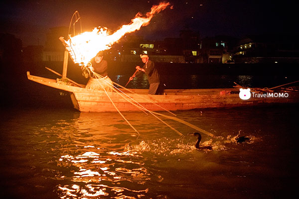 Cormorant fishing 鸕鶿捕魚