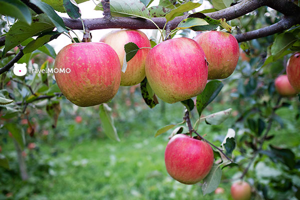 Kaga Fruitland 加賀水果樂園