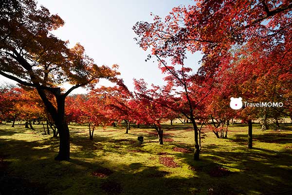 Okayama Korakuen Garden 岡山後樂園