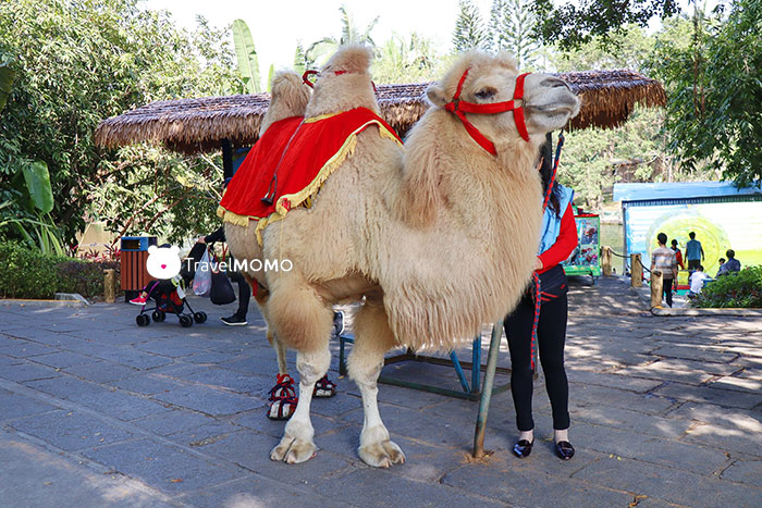 Camel 駱駝