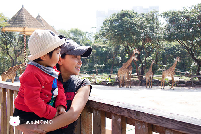 Watching Giraffes 深圳動物園看動物
